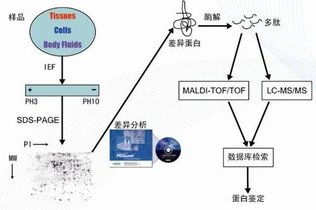 电泳为什么先进行等电聚焦再进行SDSPAGE?