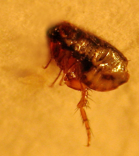 跳蚤离开动物多久会死-跳蚤离开动物身上会不