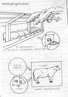 尿素可作为一种非蛋白氮饲料添加剂