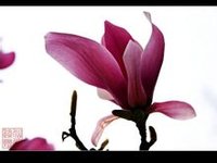 红玉兰