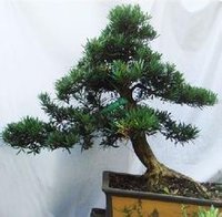 罗汉松 罗汉松