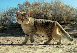 沙丘猫(学名:felis+margarita)是最小的猫科动物