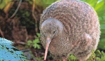 是新西兰的特产,也是新西兰的国鸟及象征