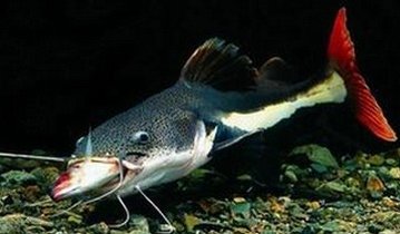 红尾鲶又名红尾鸭嘴鱼