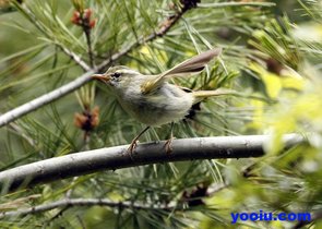 中等体型的黄橄榄色柳莺