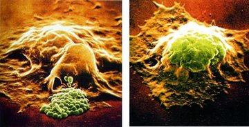 吞噬微生物是吞噬细胞的主要功能