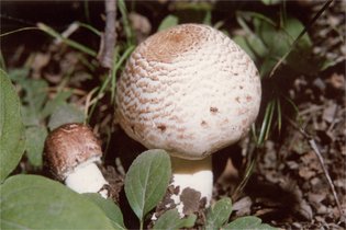 双环林地蘑菇