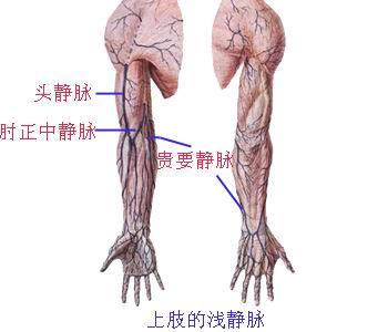 大隐静脉曲张 上肢浅静脉解剖示意图