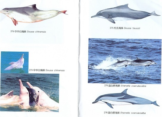 暗黑斑纹海豚 dusky dolphin lagenorhynchus obscurus (gray)