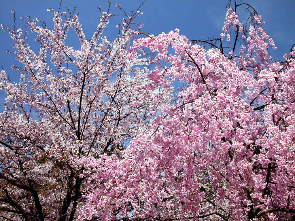 樱花校园怎么穿搭才最美呢_樱花校园模拟器