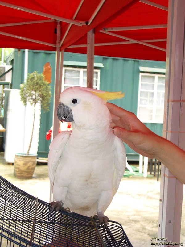 小葵花凤头鹦鹉牌子好不好 小葵花退热贴哪款