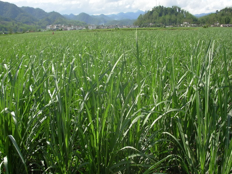 云南甘蔗保险 云南甘蔗主要产地