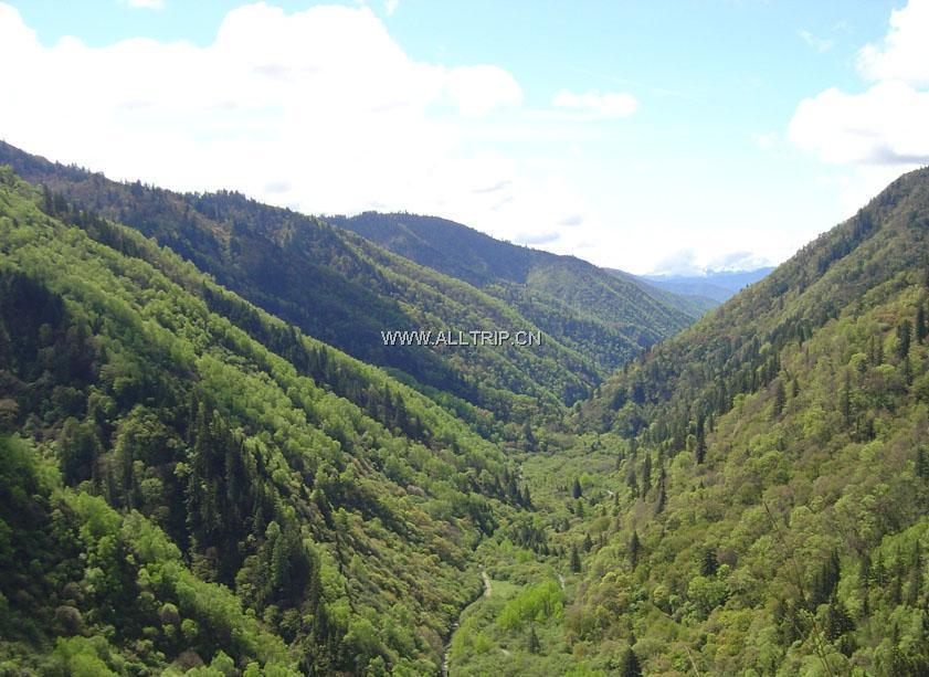 保护大熊猫_保护大熊猫的自然保护区_保护大