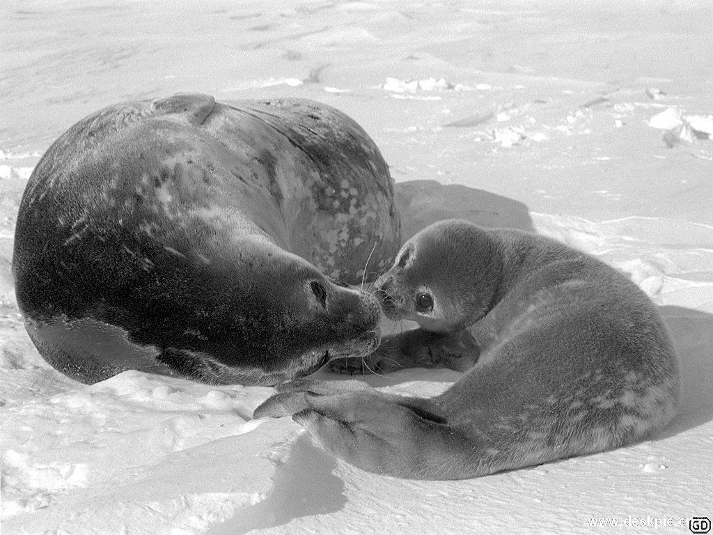 豹形海豹是生活在南极地区的北极熊