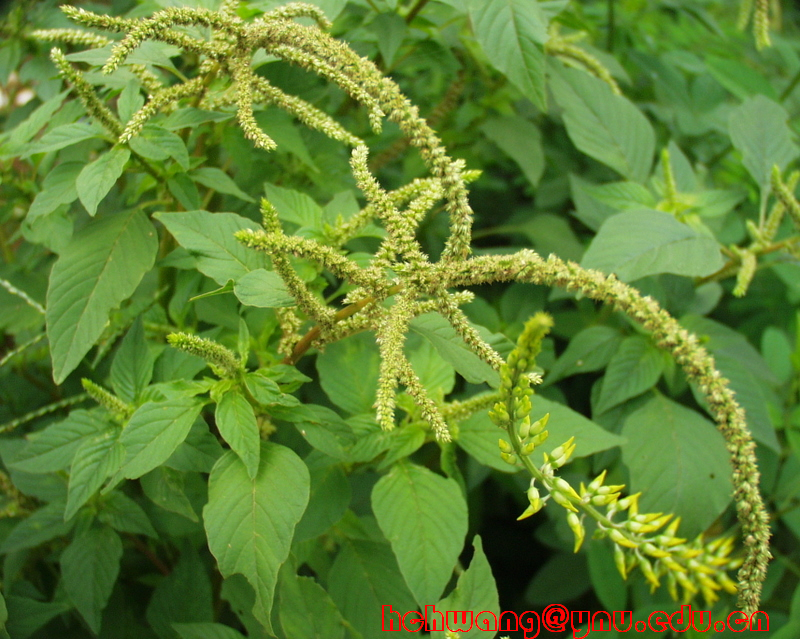 编辑本段苋科+++苋科(amaranthaceae)是被子植物门