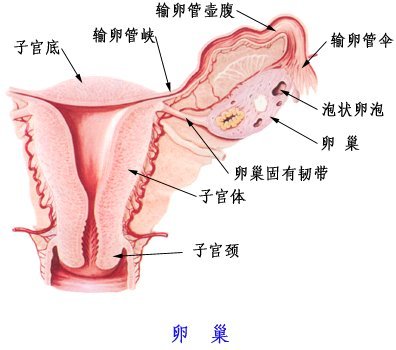 一,卵巢的功能 卵巢是女性生殖系统的中心,具有产生成熟卵子的生卵