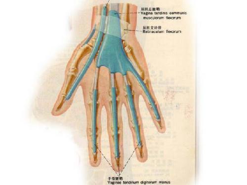 手腕骨骼结构图 p14.qhimg.com 宽500x375高