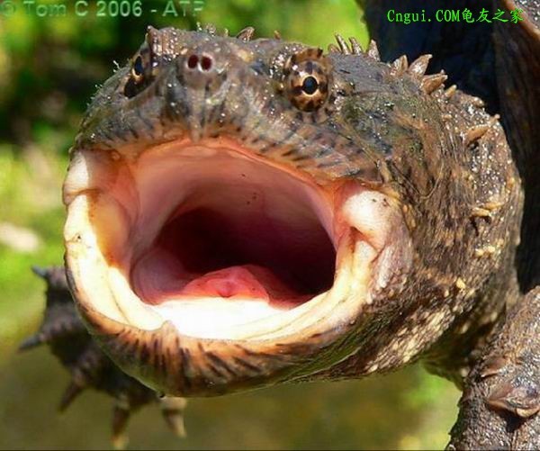 佛罗里达拟鳄龟_360百科