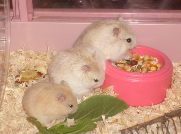 仓鼠熊厕所便宜价格 仓鼠熊浴室厕所质量好吗