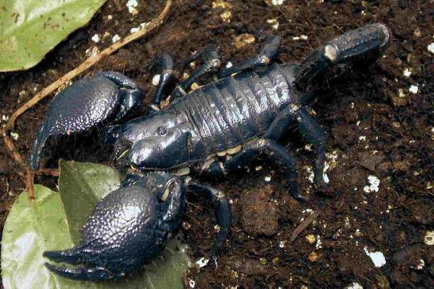 栖息:帝王蝎属于非洲热带雨林中的蝎种,是野外地栖息的.
