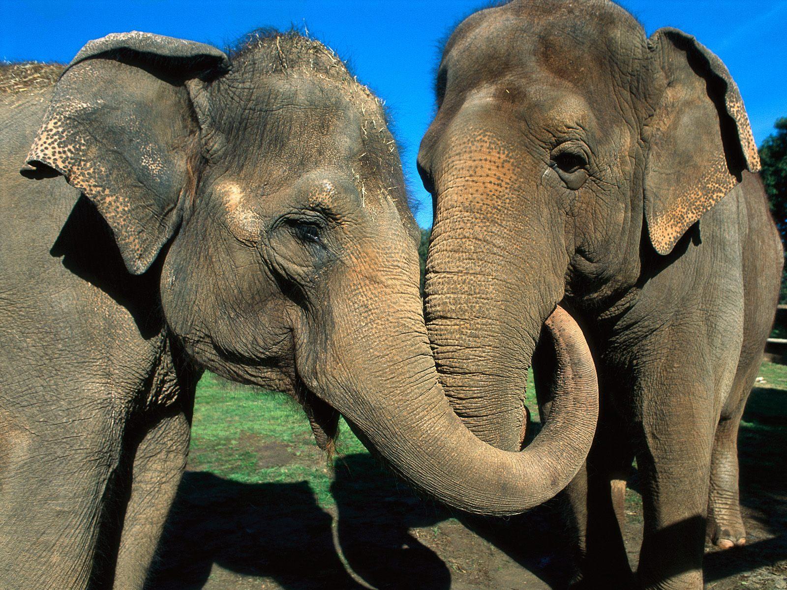 大亚洲象眼 库存照片. 图片 包括有 重婚, 大象, 圣洁, 爱好健美者, 表面, 国内, 危及, 巨型 - 153726892