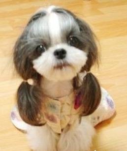 约克夏梗_360百科