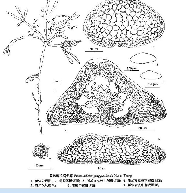 迎春叶片横切手绘图