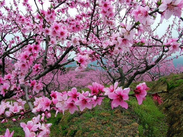 桃花岛两日游作文