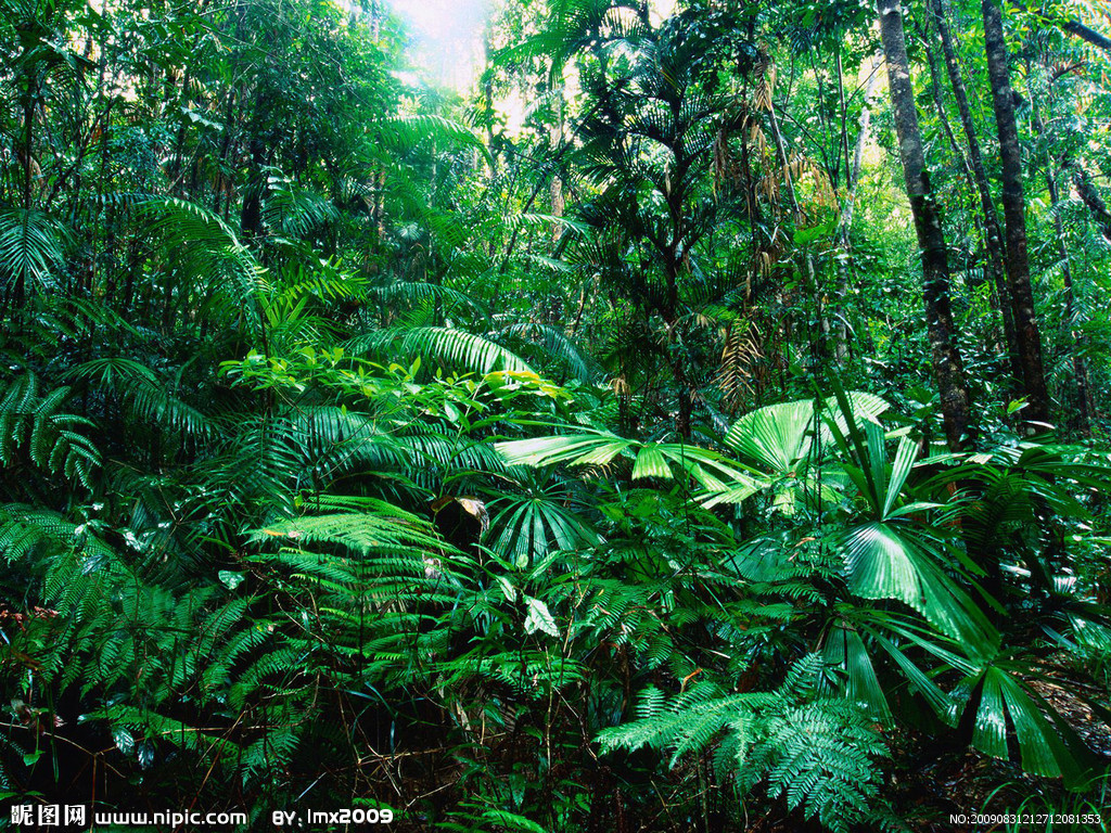 版纳植物园热带季节雨林林下树种多样性研究取得新进展----中国科学院