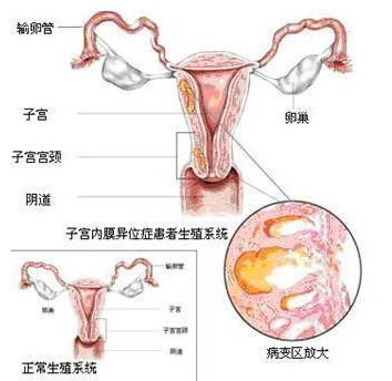 大多由下丘脑管理垂体促性腺激素合成与释放的