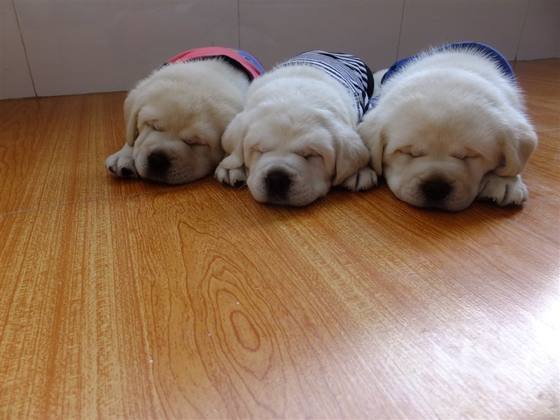拉布拉多犬~全面介绍视频