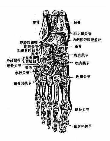 足骨解剖图