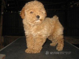 贵宾犬