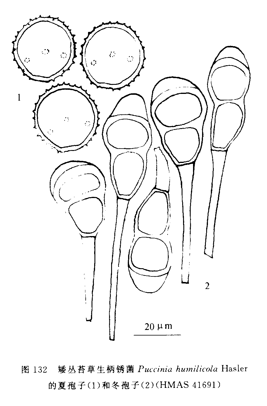 矮叢苔草生柄鏽菌