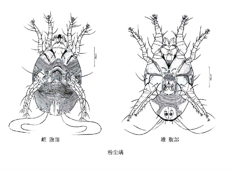 螨虫结构图图片