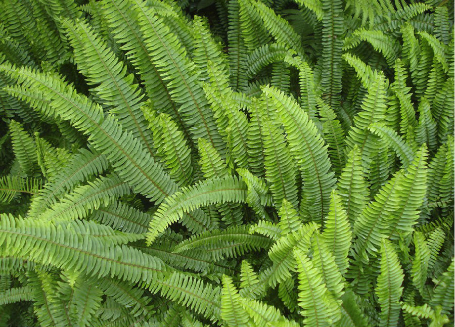 中文学名: &nbsp; 肾蕨 &nbsp