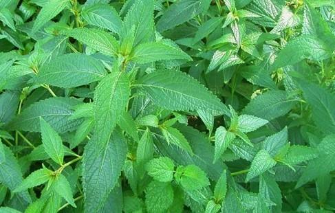 【异名】熊胆草,血风草(广州部队《常用中草药手册》),溪沟草,山羊