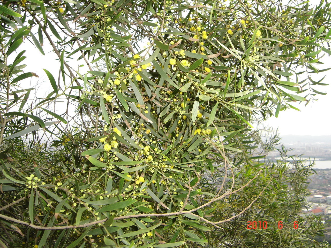 简介   相思树别名:相思树,台湾柳.