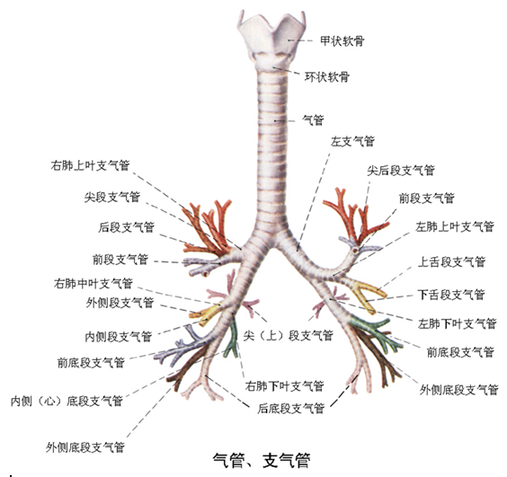 支气管图片 立体结构图片