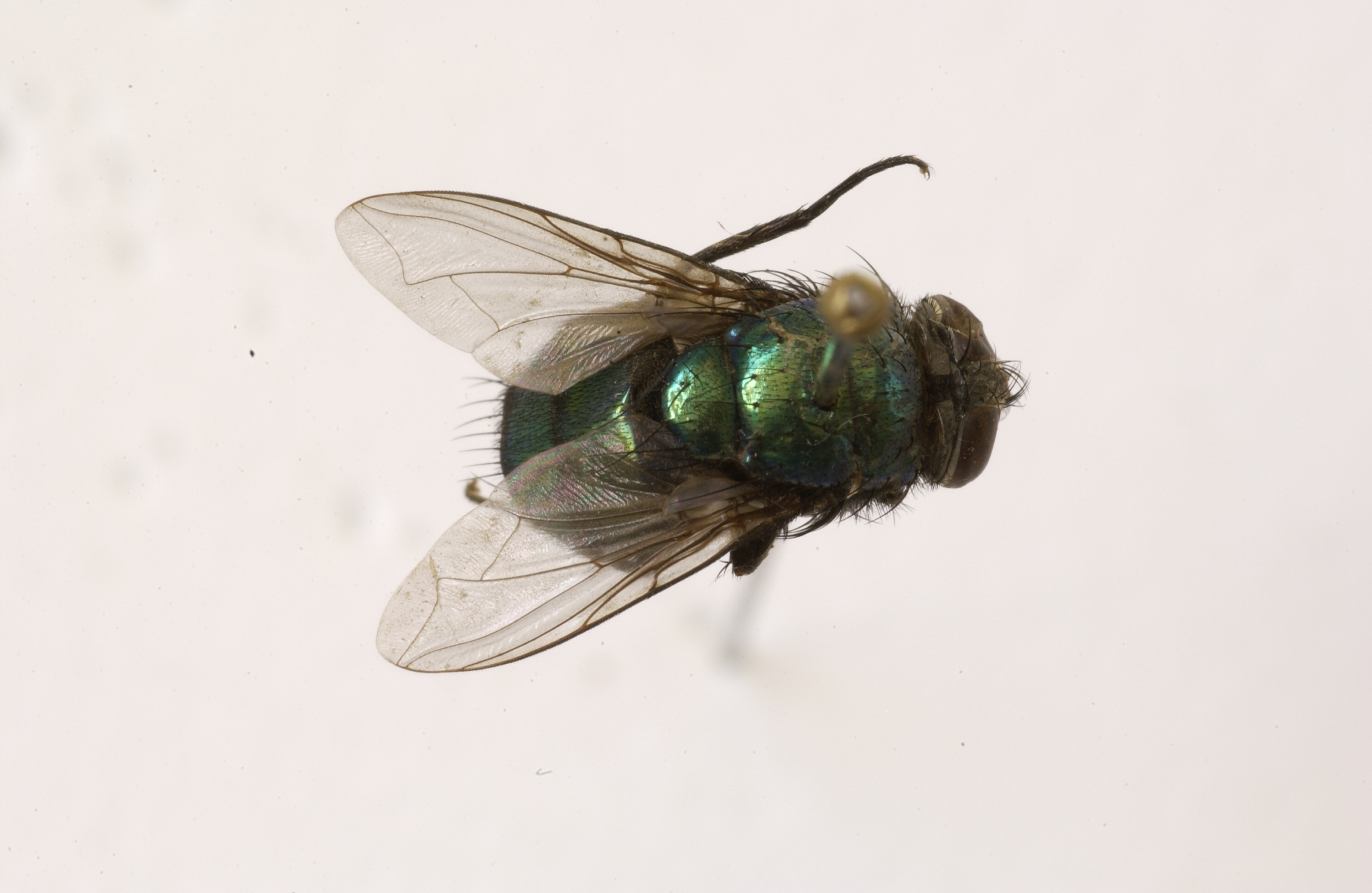 绿蝇短膜虫图片