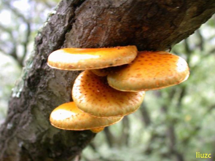 属名: 鳞伞属    科名: 球盖菇科    俗名别名: 肥鳞伞,多脂鳞伞