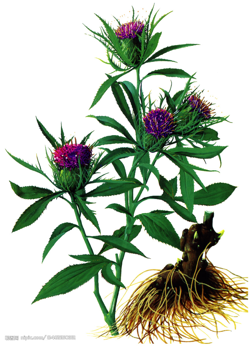 白术(学名:atractylodes macrocephala),是菊科苍术属的一种植物